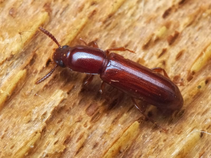 Corticeus unicolor Piller & Mitterpacher, 1783